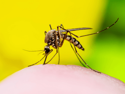 About PESTFREE SOLUTIONS LLC - pest control services experts in Maitland